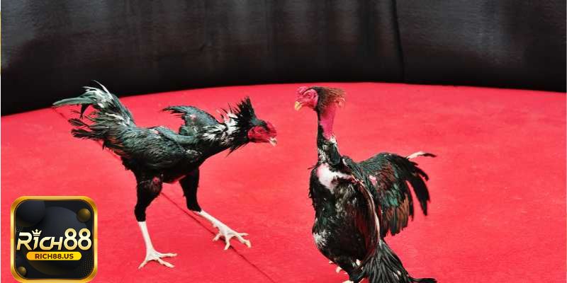 Làm sao để chơi Đá gà Rich88 ít bị thâm hụt vốn