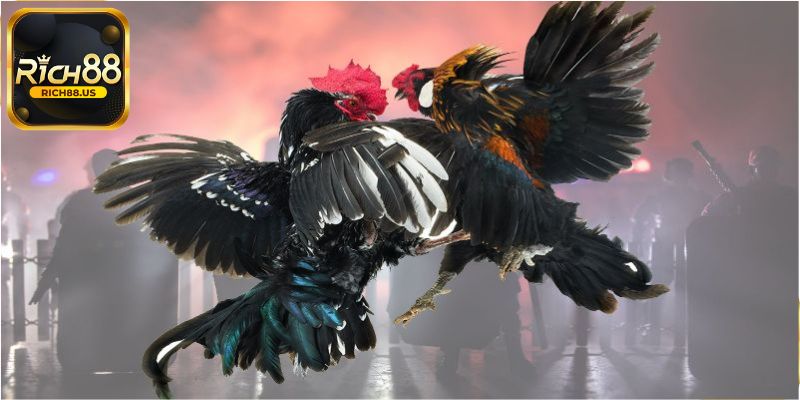 Đá gà Rich88 là gì?